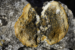 Variospora aurantia