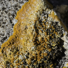 Variospora aurantia