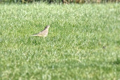 Turdus viscivorus