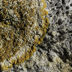 Variospora aurantia
