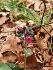 Pulmonaria longifolia