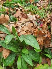 Pulmonaria longifolia