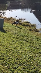 Alopochen aegyptiaca