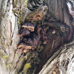 Lenzitopsis oxycedri