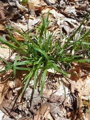 Carex leptonervia