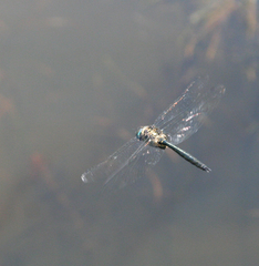 Somatochlora graeseri
