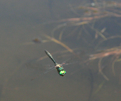 Somatochlora graeseri