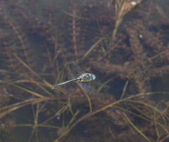 Somatochlora graeseri