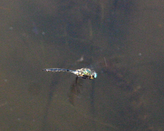 Somatochlora graeseri