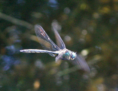 Somatochlora graeseri