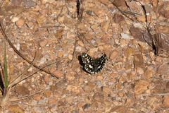 Carcharodina
