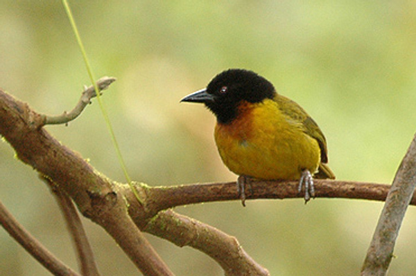 Strange Weaver photo