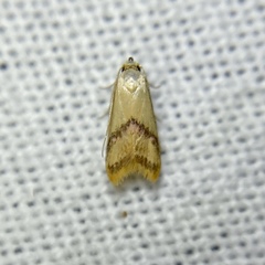 Hapaloteucha paragramma