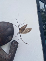 Bactrododema