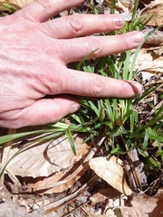 Carex leptonervia