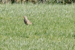Turdus viscivorus