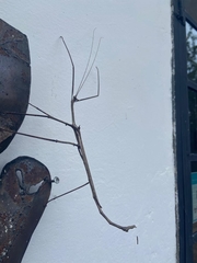 Bactrododema