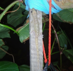 Hemidactylus frenatus