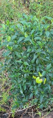 Psychotria ligustrifolia