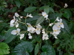 Begonia urophylla