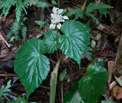Begonia urophylla