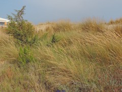 Juniperus macrocarpa