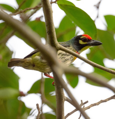 Psilopogon haemacephalus