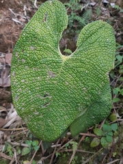 Anthurium corrugatum