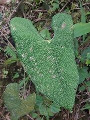 Anthurium corrugatum