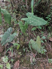 Anthurium corrugatum