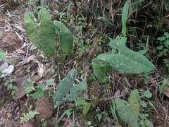 Anthurium corrugatum
