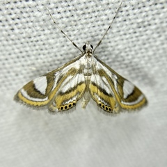 Strepsinoma croesusalis