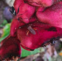 Leptoscelis quadrisignatus