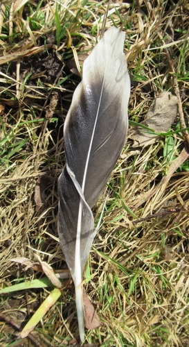 Plume de Oie cendrée