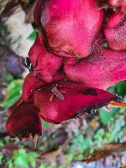 Leptoscelis quadrisignatus