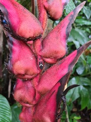 Leptoscelis militaris