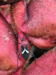 Leptoscelis militaris