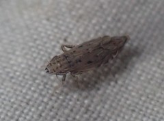 Flexamia