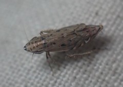 Flexamia