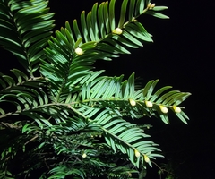 Taxus chinensis
