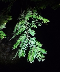 Taxus chinensis