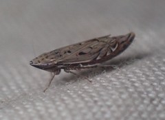 Flexamia