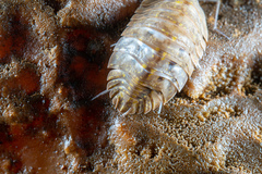 Merulanella