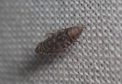 Latalus