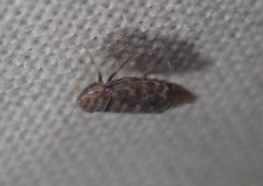 Latalus