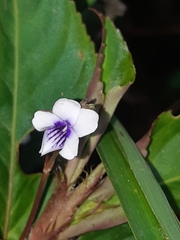 Viola stipularis