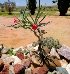Adenium oleifolium