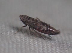 Latalus