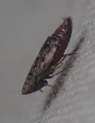 Latalus