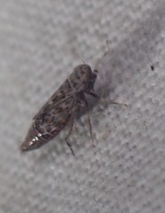 Latalus